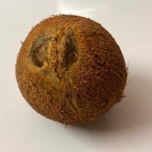 2 Eyed Coconut